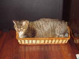 Кошка в лукошке