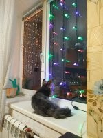 У собак есть свой телевизор - им нравится смотреть что происходит на улице.