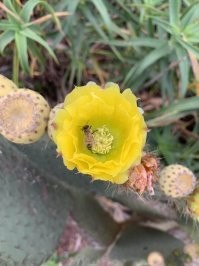 Опунция хуажопенсис.
Вот если сядете на неё случайно, сразу поймёте, почему её так назвали.