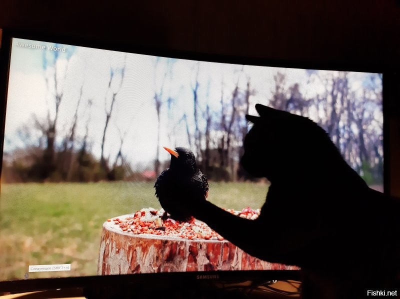 у меня кот любит смотреть motogp, и каналы про птиц :)
а, вот indycar ему не интересен.