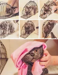 Приспособление может и "удобное", но вряд-ли у котика, после окончания экзекуции, будет хорошее настроение и его будет легко вытереть.

...и глазки добрые, добрые)