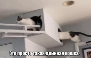 Парень сделал из квартиры идеальную игровую площадку для пушистых