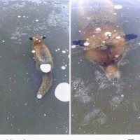 Говорят, лисы тоже так зимуют