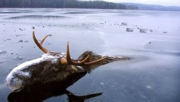 Много таких, кто так умеет.