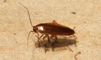 Смахивает на этого. Приятного аппетита)))