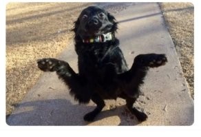 Как искупать кошку: 

1. Тщательно почистите унитаз.
2. Поднимите крышку и добавьте шампунь.
3. Найдите и успокаивайте кошку, пока Вы несете ее в туалет.
4. Быстрым движением поместите кошку в унитаз, закройте крышкой и встаньте сверху.
5. Кошка взобьет мыльную пену.
6. Смойте воду 3   4 раза. Это обеспечит эффективное полоскание.
7. Пусть кто-нибудь откроет дверь, а Вы отбегите как можно дальше от туалета, одновременно откинув крышку унитаза.
8. Чистая кошка вылетит из туалета и просохнет на открытом воздухе.
Если у Вас есть вопросы, задавайте.

Искренне Ваша, Собака.