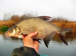 а зачем тогда свои фотки выкладываешь?