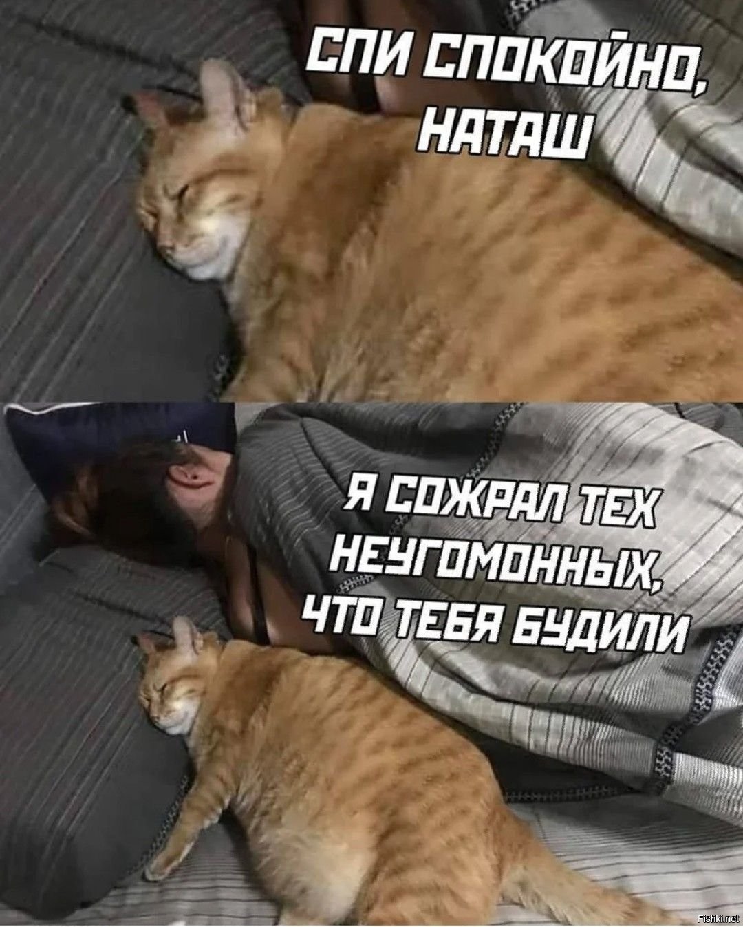 Наташа Ты Спишь Коты Картинки