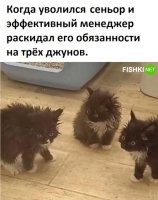 Кошка бросила котят - пусть ибуцца как хотят