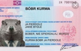 Оказывается, бобрам тоже нравится, когда им чешут пузико