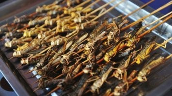 Пельмесиськи, размечтались, сверчков и червячков не хотите.