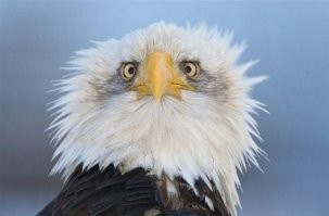 25 уморительных и не очень удачных попыток сфотографировать живую природу