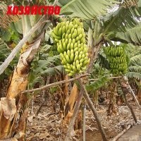 В сторону земли они растут, только если растут они не на Земле и наша планета у них над ними...
