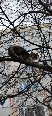 Я вот птичку на дереве сфоткала