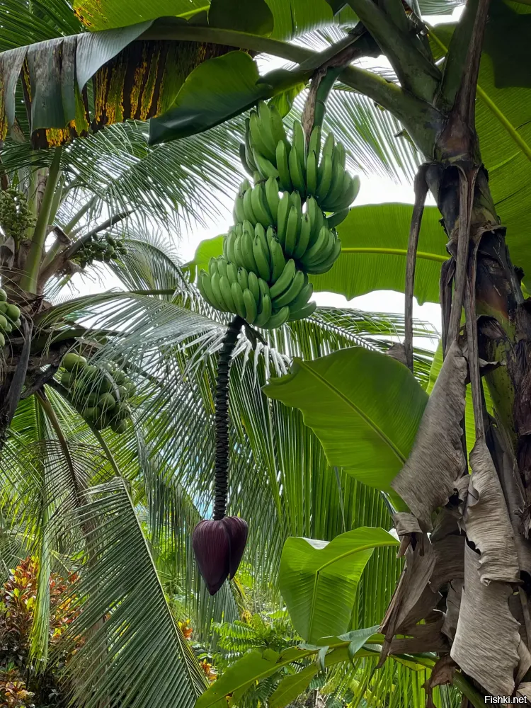 Бананы растут как то так. Гроздьями. И листву никак не пробьют, даже если очень захотят
