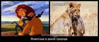 Зачем бабуины воруют котят львов и леопардов?