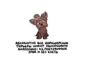 Было бы странно, если бы живые существа одного вида имели разную анатомию, у одного 321 кость и 42 зуба, у другого - 290 костей и 60 зубов, у третьего 400 костей, а зубов всего 5..