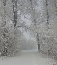 Дорожка ко мне на работу. Прошлый год.