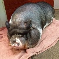 Мини-пиги очаровательные говорили они...возьмите мини пига...они умные классные...и МИЛЫЕ БЛЖД.