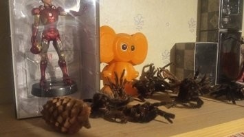 Это не паук а его шкурка после линки .. кто то прикололся ... вот у меня на полке такое добро от домашних питомцев ...