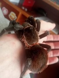 На фото не тарантул а на 99%  Lasiodora parahybana (в простонародье  - "Конский паук " или "Лошадиный паук". Считается одним из самых крупных птицеедов: в размахе лап этот птицеед может достигать до 25 сантиметров. А счесывает он раздражающие волоски как первая линия обороны при раздражении и стрессе.  Волоски если в глаз попадут и ослепнуть можно. Меня кстати кусали пару раз ... - судороги на сутки в ногах  .. вот моя восьмилетняя девочка ...