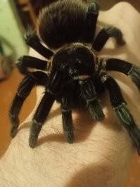 На фото не тарантул а на 99%  Lasiodora parahybana (в простонародье  - "Конский паук " или "Лошадиный паук". Считается одним из самых крупных птицеедов: в размахе лап этот птицеед может достигать до 25 сантиметров. А счесывает он раздражающие волоски как первая линия обороны при раздражении и стрессе.  Волоски если в глаз попадут и ослепнуть можно. Меня кстати кусали пару раз ... - судороги на сутки в ногах  .. вот моя восьмилетняя девочка ...
