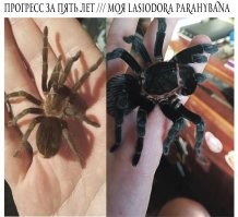 Это кстати не сам паук а его шкурка после линьки ...  у меня вот тоже есть