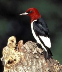 Желудевый дятел ерунда, вот красноголовый дятел (лат. Melanerpes erythrocephalus)  тот вообще на месяц старт шаттла перенесли. В 1995 году пара дятлов принесла значительный ущерб НАСА, продолбив множество дырок в изоляции топливного бака шаттла «Дискавери» который готовился к миссии STS-70. При ликвидации нанесённого ущерба выяснилось, что дятлы продолбили в покрытии бака 195 отверстий различной глубины… Ремонт корабля занял целую неделю, а запуск был отложен на месяц с лишним.