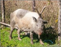 Противоуходка: проблема кошачьих побегов решена⁠⁠