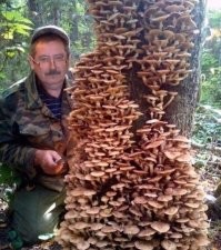 А вот тут везение - если на краю(входе/выходе) леса, ибо таскать офигеешь их.