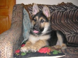 Собаке нельзя спать в постели..... Да, ладно