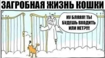 Зачем коты постоянно просят открыть дверь, но не заходят в неё?