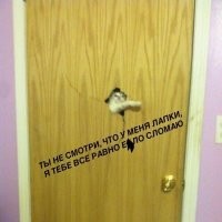 Зачем коты постоянно просят открыть дверь, но не заходят в неё?