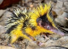 Чем не красава?