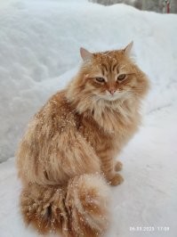 22 января 2024года умер наш любимый Рыжик. Сгорел за три недели , вирусный лейкоз.