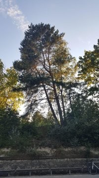 Там уже сосны выросли...