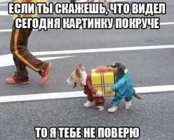 Потешный собачий костюм