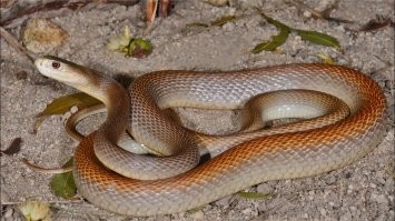 А есть ещё прибрежный тайпан. Этот шнурок человеческого общества не чурается, а характер у него - как у бабки в очереди к терапевту. Яд, правда, немного слабее, чем у тайпана Маккоя, но для укушенного эта разница особо роли не играет - без сыворотки так и так отъедешь.