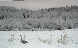 Улетит.  Работал в 60= км от полярного круга. Лебеди, сидящие на льду, нормальное явление. Последними улетали на юг. Что ели, когда сугробы на полях по самые... По пояс... Не понятно. Но факт остаётся фактом.