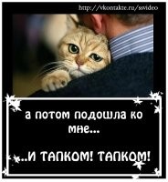 Просите и получите: проверенное жизненное руководство от котиков
