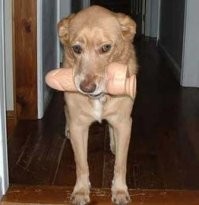 Бывает, что собаки находят разное.