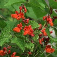 Вот красная фасоль