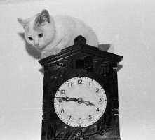 Это одна из самых массовых и дешёвых моделей "Кукушки"  Сердобского  часового завода "Маяк".
СССР, Башкирия, с.Самарское, Хайбуллинского района. 1982 год