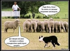 Бордер-колли:  собаки буквально сходят с&nbsp;ума от&nbsp;своей гениальности