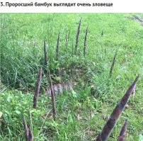 Сразу вспомнилось, что в Китае была казнь,когда приговоренного привязывали к земле из которой рос бамбук. Кстати, бамбук растет со скоростью метра в сутки.