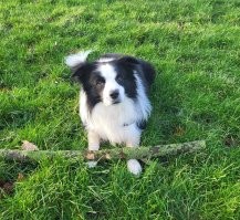 У самого бордер. Первая собака в жизни. Никакого опыта у нас не было. Скоро 9 лет как ему стукнет. По-моему есть две лини - рабочая и, так называемая, "шоу". Воспитываем как домашнего питомца, а не как работягу. Но обязательно несколько раз в день должен пораскинуть мозгами. Тогда успокаивается. Собака умная невероятно. Даже без трюков и тренировок поражает пониманием происходящего. Команды понимает на двух языках. При этом отдающий команды находится за закрытой дверью. Классные пёсели.  А с собаками со всеми заниматься надо. Нельзя забывать, что собаку бершёь не наго и не на два. Иначе и заводить нечего.