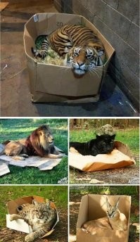 Идеальная тара для священных животных