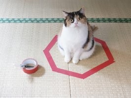 Но у котиков есть баг, они думают, что квадрат на полу - это коробка