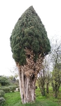 Хотел, чтоб огромный кипарис полностью вошел на фото))