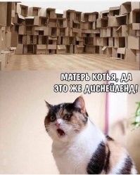 Почему коты любят коробки? Оказывается, это не просто прихоть, а самая настоящая потребность!